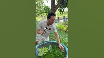 Cám Finn Koika - Thức ăn cao cấp cho các loại cá. Guppy, molly, cá chép, cá vàng….#36/11.25