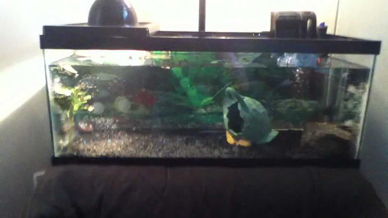 20 gallon long tank! please click this video!!!! - YouTube