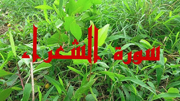 سورة الشعراء بصوت القارئ محمد هشام حسن   Muhammad Hisham Hassan