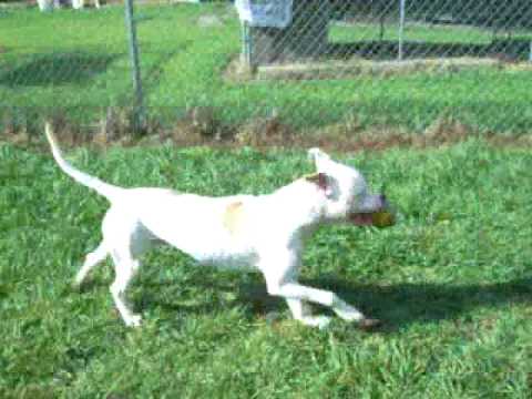 Corky (white) and Sparky at LCAS.