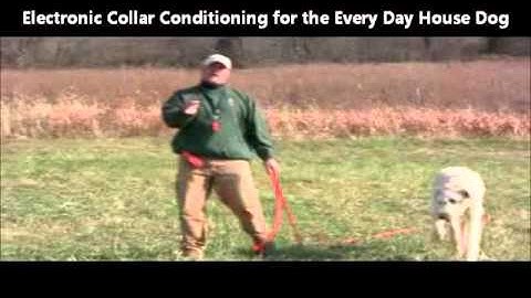 How to Collar Condition an Every Day House Dog? FREE Video! (visit www.gundog-trainer.com )