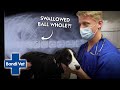 Border Collie Pup Swallows Big Squeaky Ball In One Gulp! | Full Episode | E31 | Bondi Vet