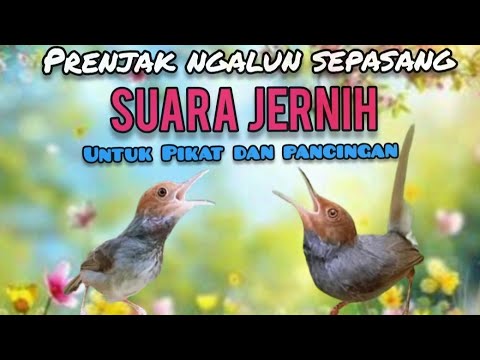 Suara Pikat Prenjak Kepala Merah Jantan Dan Betina Saling Sahut Sahutan 
