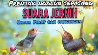 Suara Pikat Prenjak Kepala Merah Jantan Dan Betina Saling Sahut Sahutan 