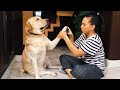 Labrador dog acts dramatic cutting his nails🤣The FUNNIEST Dogs
