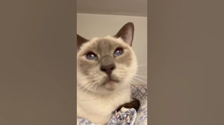 Watch the video about Lilly purrs listen carefully #cat #siamese #cute #thanksgiving