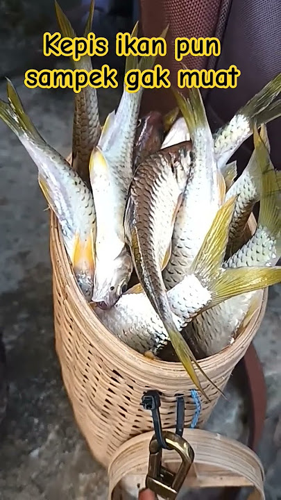 Kepis ikan sampek gak muat. #waderkepek #shortvideo #shorts