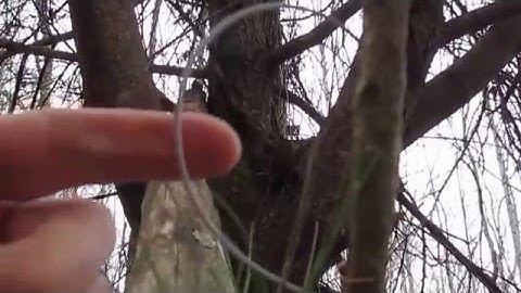 SQUIRREL SNAREING SECRETS