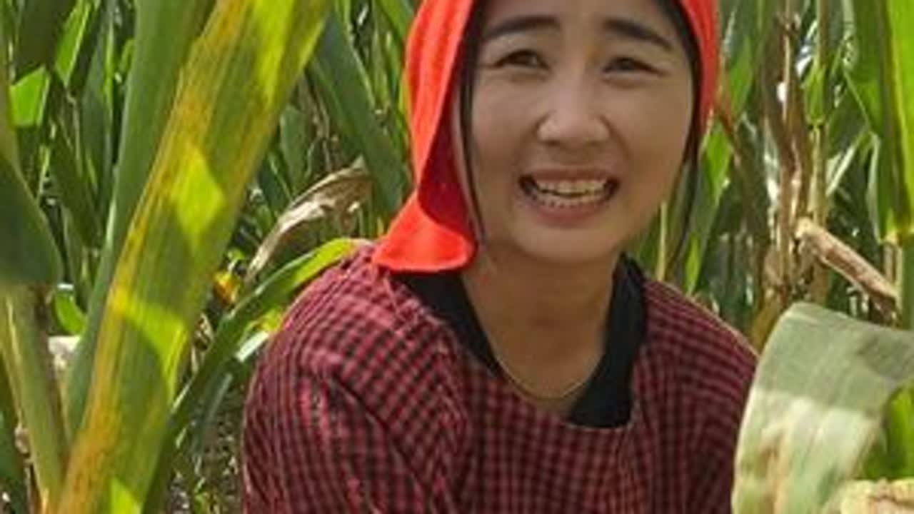 光阴似箭日月如梭，你有多久没有在家掰玉米了？#掰玉米 #玉米 #我的农村生活 #丰收季 #三农