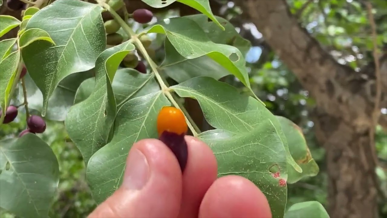 Differences Between Marula And The False Marula