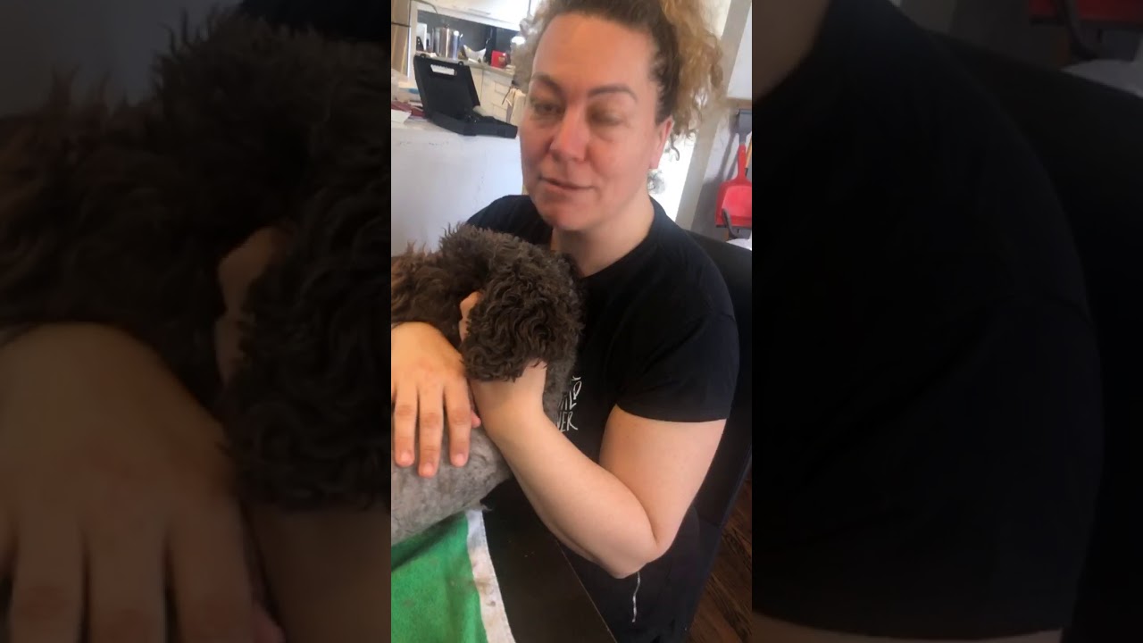 Shaving our dog during covid