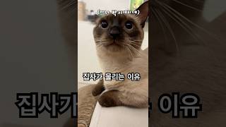 숏다리 아기냥이한테 물리는 이유 #아기고양이 #고양이 #cat
