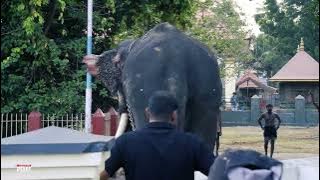 ELEPHANT  DANGEROUS | ELEPHANT ATTACK IN KERALA | ELEPHANT ATTACK IN KERALA TEMPLE