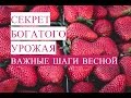 Секрет Богатого Урожая. Выращивание Клубники. Клубника Весной. (13.05.17)