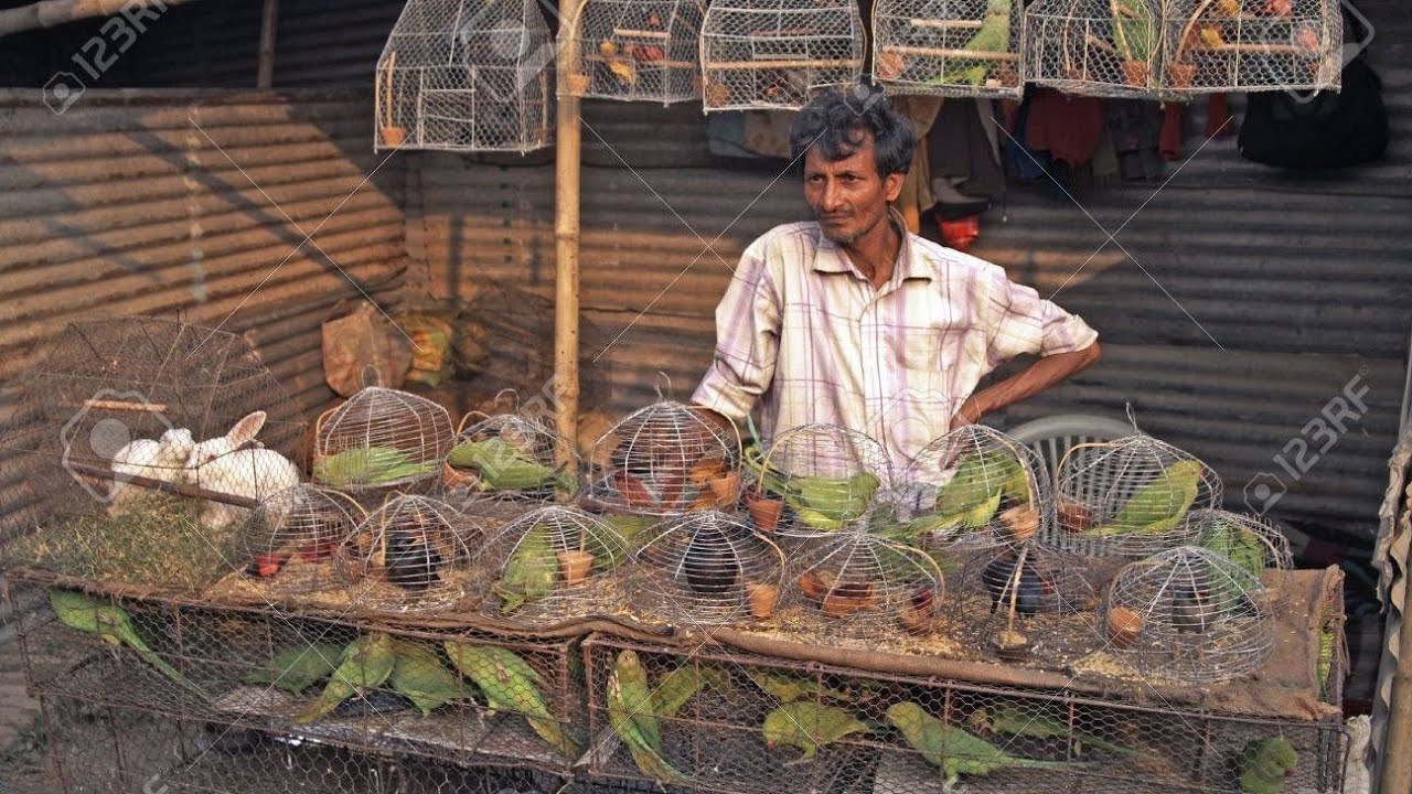 Lucknow nakhas birds market /baby parrot for sale in 20 rs😱😱lucknowbirdmarket ringneck 