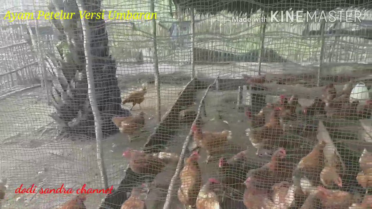 Ternak ayam petelur rumahan versi umbaran 