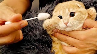 初めて耳掃除をする子猫の反応が可愛すぎた。【短足マンチカン】