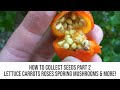 How To Collect Seeds (Free Food &amp; Flowers) Part 2 - Lettuce Carrots Roses Sporing Mushrooms &amp; More!