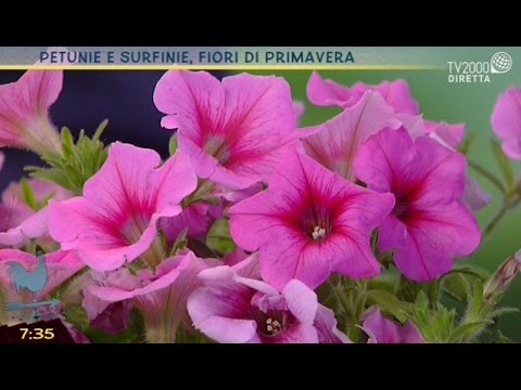 Video: Varietà comuni di petunia blu: scegliere le petunie blu per il giardino