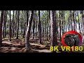 8K VR180 PINE FOREST ASMR...I wish Australia has Squirrels. Pizzey Park 3D (Travel/Lego/Music)