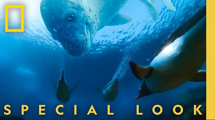How Penguins Outswim a Deadly Killer Seal | Secrets of the Penguins | National Geographic