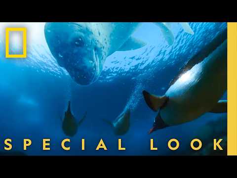 How Penguins Outswim a Deadly Killer Seal | Secrets of the Penguins | National Geographic