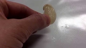 Dissecting a Lima Bean