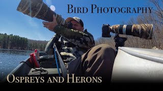 Photographing Ospreys and Herons
