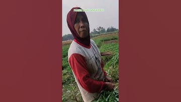 ibu petani panen. daun. singkong/telo