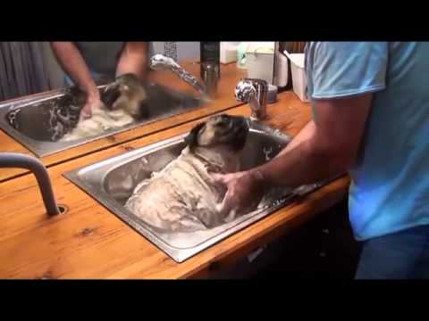 Видео: Как да храните вашето кученце ротвайлер