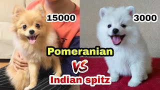 Which is best Pomeranian v/s Indian spitz v/s Toy pom