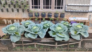 cara menanam kubis dipolybag dari benih sampai panen || How to plant cabbages from seed to harvest