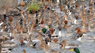 カモの行進 / March of the Hundreds of Ducks