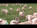 Slow TV sheep grazing