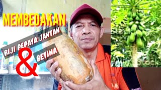 MEMBEDAKAN BIJI PEPAYA JANTAN & BETINA