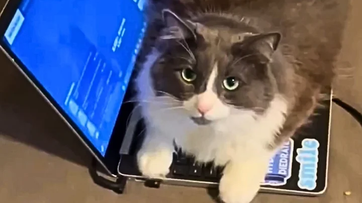 This Is Your Daily Dose of Cats - Day 32