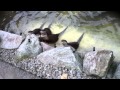 Zoo Guitar - Cute Sleeping Sea Otters React to Guitar Music