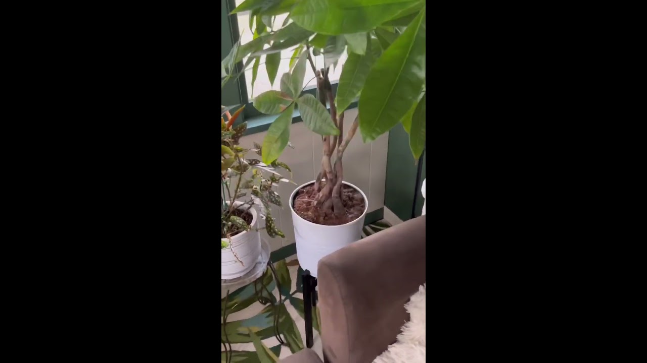 Money Tree Plant Care Is Misunderstood