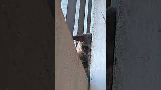 Sleeping Possum