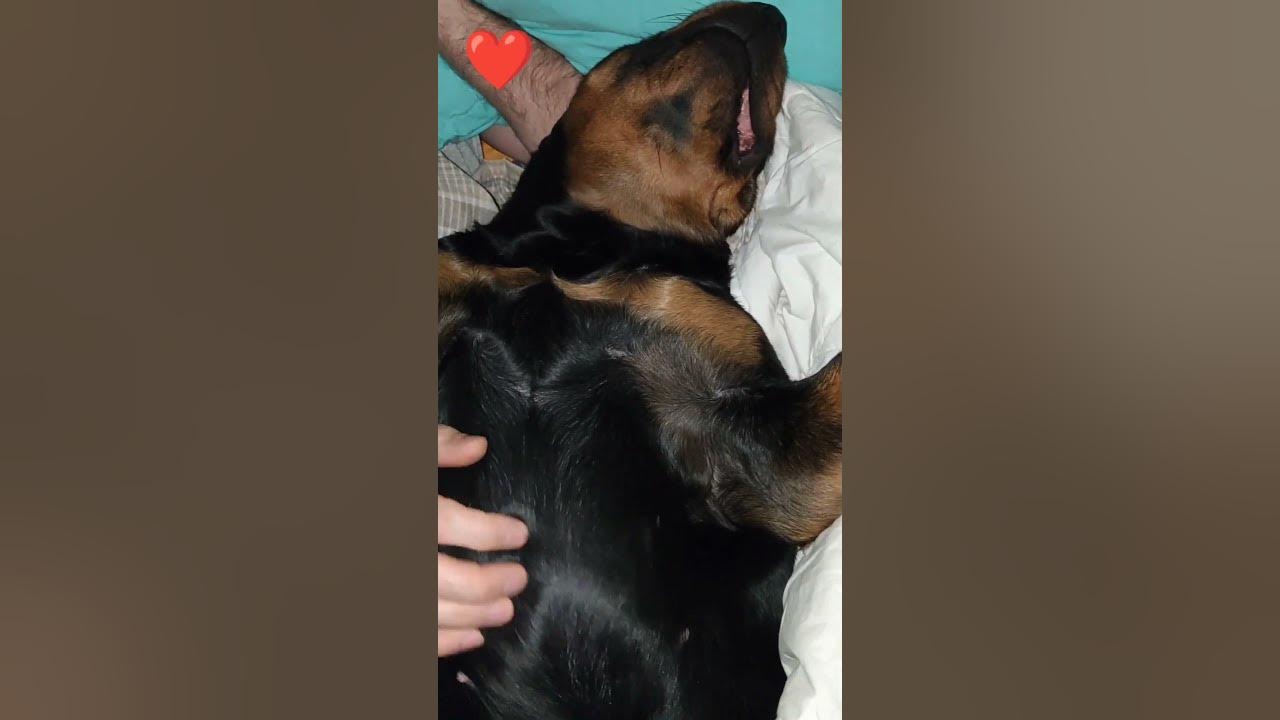 dreaming-of-big-steaks-and-cats-to-chase-youtube