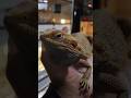 Reptiles bien comidos y satisfechos #foryou #animales #shortvideos #reptiles #viral