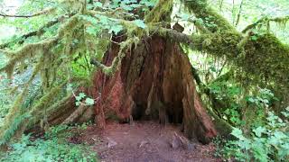 OLYMPIC NATIONAL PARK by RoadTrippinForLife 108 views 4 months ago 14 minutes, 23 seconds