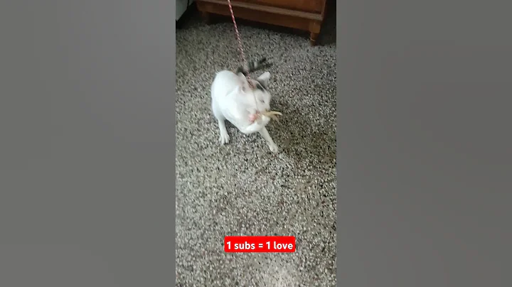 Video 8585431: cats catplaying, cats catfood, food catfood, cat food chicken, cute catplaying, catplaying funny, legs cute cat, cat cute play funny