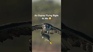 Osprey Shows Off Catch with Dramatic Head on Approach