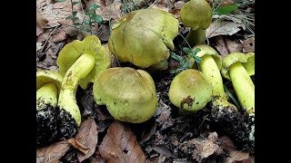 Сбор осенних маслят и зеленушек) Копаем грибы !!