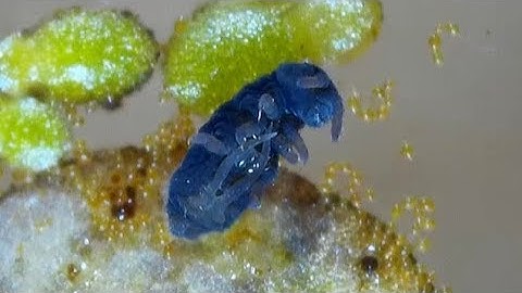 Water Springtail - Up Close and Personal! (Podura aquatica)