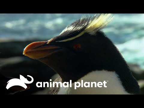 Vídeo: Por que os pinguins de Magalhães estão ameaçados de extinção?