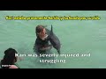 LIBERACIÓN de DELFINES (Dolphin Project)