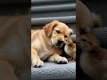 Dog Sleeping with a Chick: An Adorable Moment