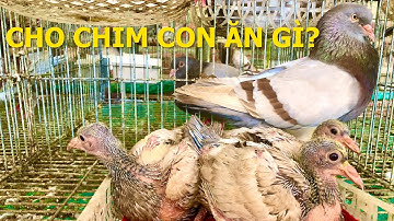 Chim Bồ Câu con có tự ăn cám được không? Vậy chim bố mẹ con bằng cách nào | Nông dân làm giàu